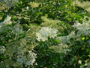 elderflower pix