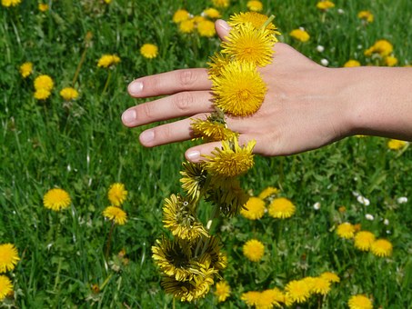 gluharche dandelion pix