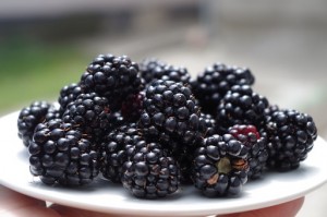 kypini blackberries pix