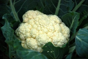 karfiol pix Cauliflower