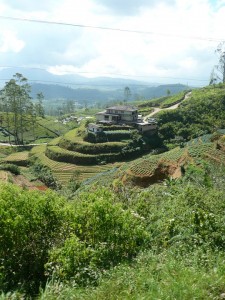 Ceylon Tea pix