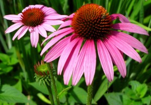 Echinacea_Prairie_Splendor