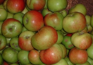 apple bramley 1