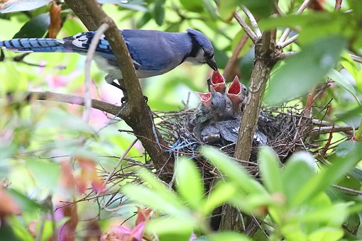 hungry pix birds