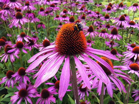 echinacea pix 5