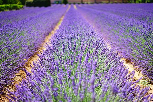 lavender-flowers pix