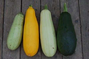 tikvichki cvetni zucchini pix