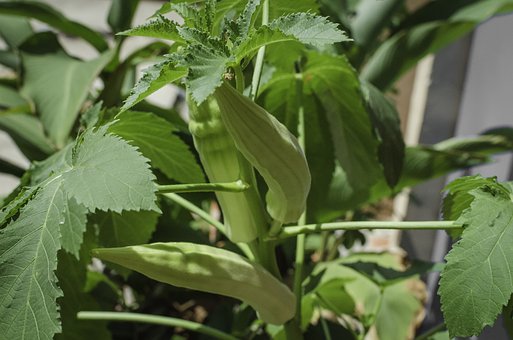 lady-finger okra pix