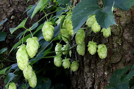 hmel hop-cones pix